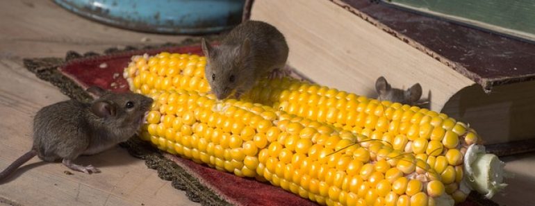 How To Mouse Proof Your Home For Winter