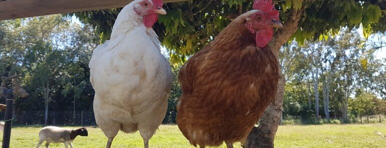 Forget Plucking! There’s A MUCH Easier Way To Process Chickens Forget Plucking! There’s A MUCH Easier Way To Process Chickens