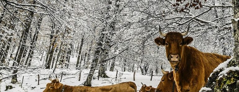 How To Ensure Your Livestock Survive The Winter How To Ensure Your Livestock Survive The Winter