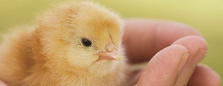 Spring Guide To Raising Healthy Chicks Spring Guide To Raising Healthy Chicks