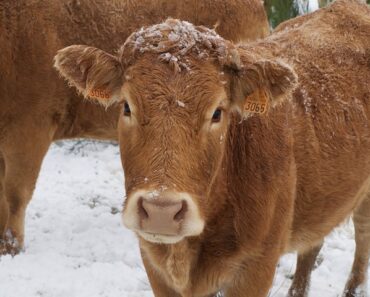 6 Dirt-Cheap, Ingenious Ways To Water Animals During Winter
