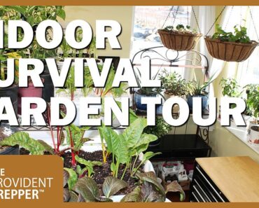 Come Tour Our Indoor Survival Garden – January 2021