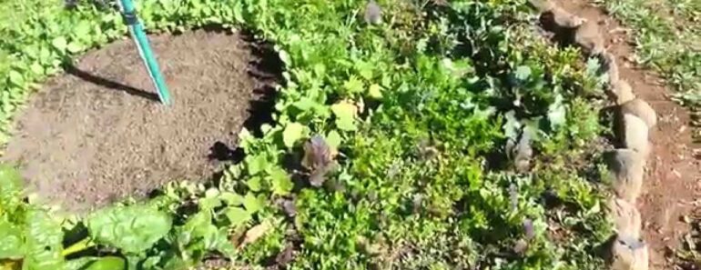 Introduction tour of my Mittleider Prepper Garden