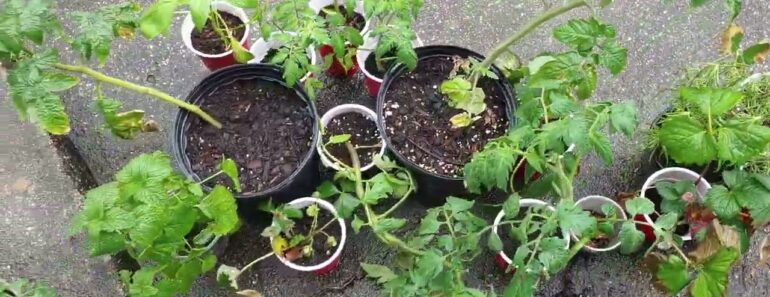Prepping And my veggies with a Prepper tip. preparedness,prepare,survival gardening