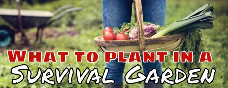 How to plant a Survival garden Grow your dinner How to plant a Survival garden Grow your dinner
