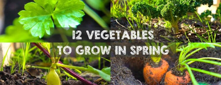 12 Vegetables You Should Grow in Spring