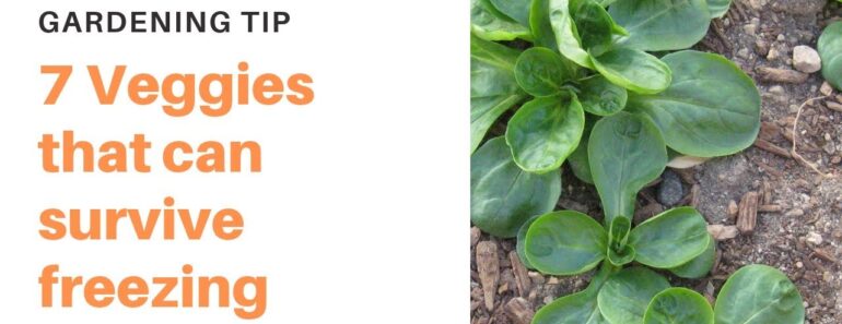 7 Vegetables that can survive freezing