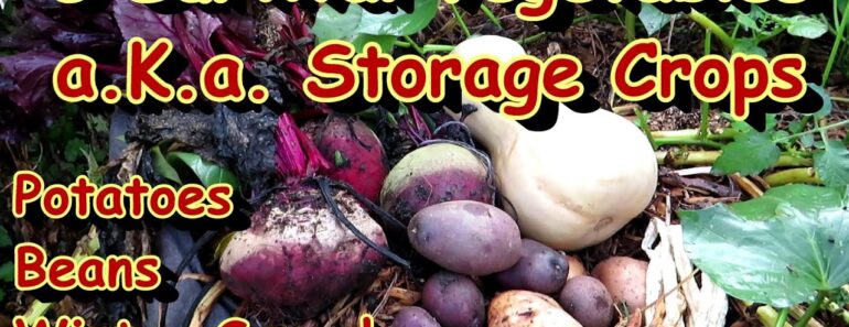 My 5 Picks for Survival or Storage Vegetables – Crops that Last A Long Time Once Harvested My 5 Picks for Survival or Storage Vegetables – Crops that Last A Long Time Once Harvested