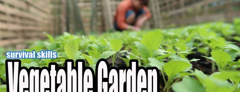 Survival Skills: Grow a Vegetable Garden in the forest, The Best Food to survival