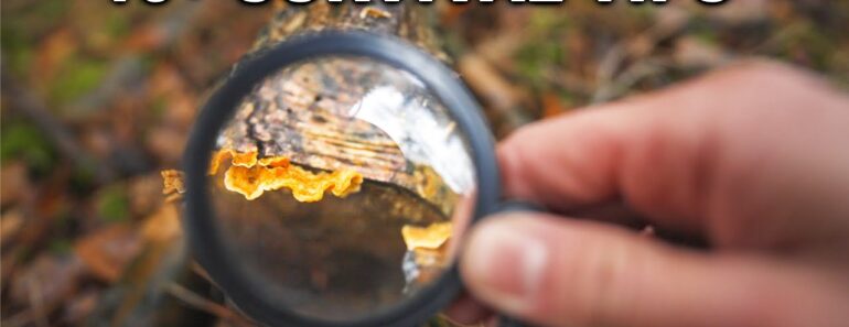 10+ Outdoor Survival Skills & Bushcraft Tips