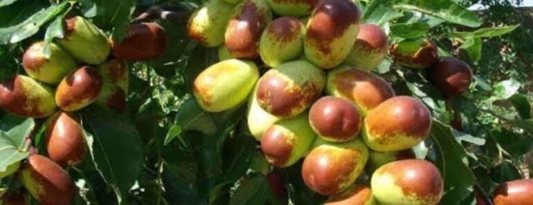 BEST FRUIT NUT BERRY TREES FOR YOUR PREPPER HOMESTEADING GARDEN!