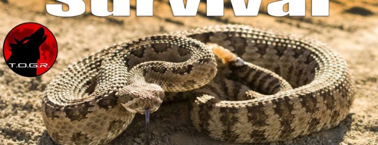 Snakebite! How to Survive Being Bitten by a Venomous Snake Snakebite! How to Survive Being Bitten by a Venomous Snake