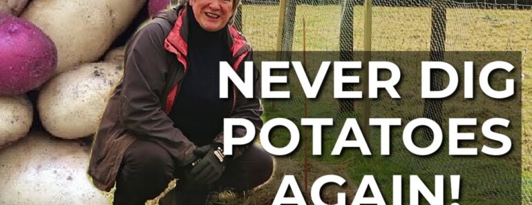 Lazy Potatoes | The Easy Way to Grow Potatoes | No Dig, No Compost, Easy Harvest!
