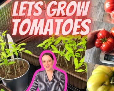Plant tomatoes Now| How to start tomato seeds indoors cheap |UK prepper garden vlog
