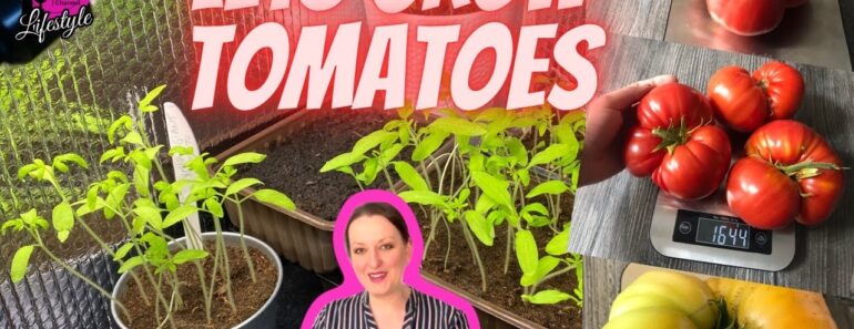 Plant tomatoes Now| How to start tomato seeds indoors cheap |UK prepper garden vlog