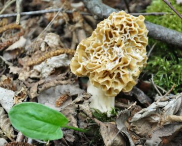 Morel Mushrooms: Tips For Hunting Them This Spring