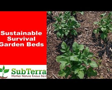 The Best Sustainable Survival Garden Beds!