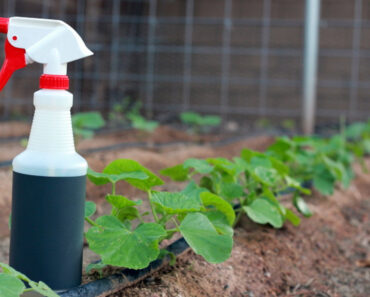 Five Natural Garden Pesticides That Really Work