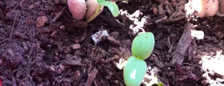 Practical Prepper-Garden Update