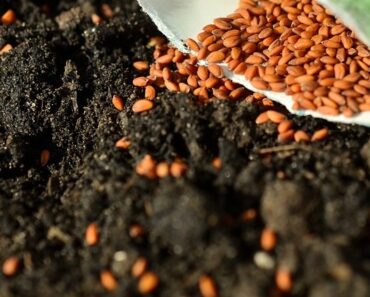 5 Questions You Better Ask Before Buying Garden Seeds