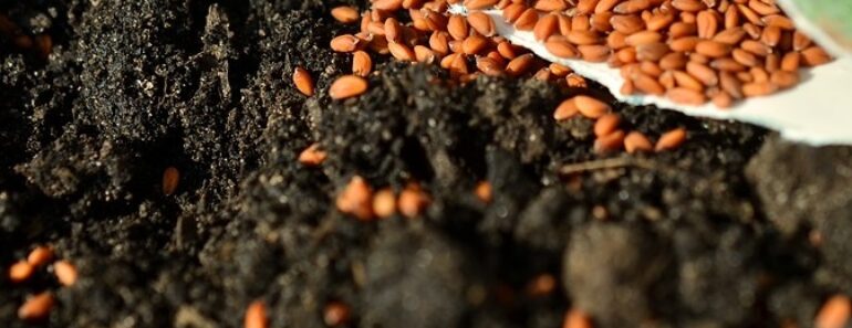 5 Questions You Better Ask Before Buying Garden Seeds 5 Questions You Better Ask Before Buying Garden Seeds