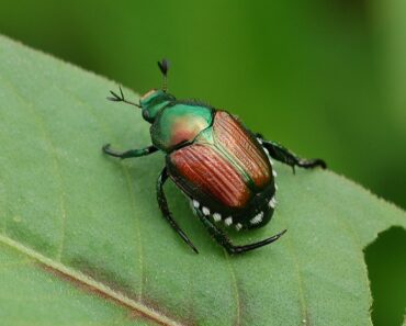 Natural Japanese Beetle Repellants For Your Garden