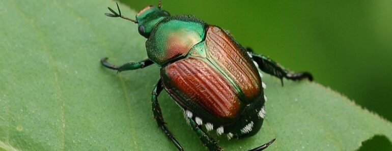 Natural Japanese Beetle Repellants For Your Garden