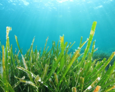 The Benefits Of Seaweed As A Garden Fertilizer