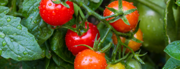 Growing The Garden Vegetable Prima Donnas