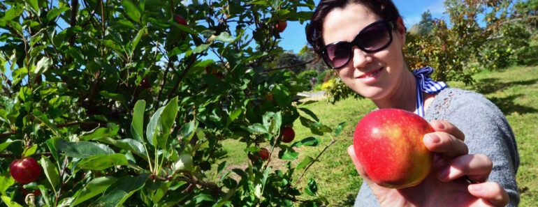 Apple Pectin: A Natural Radiation Protector And Gut Health Booster