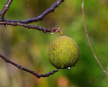 The Secret To Cracking Black Walnuts