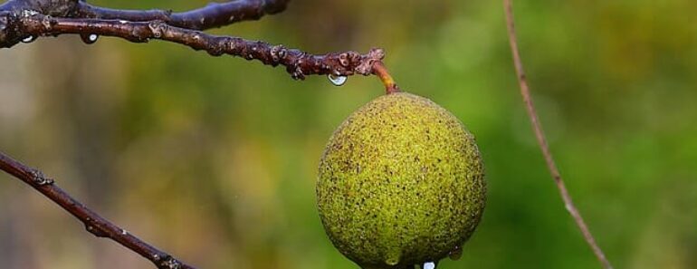 The Secret To Cracking Black Walnuts