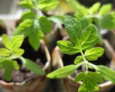 15 Slow-Growing Seeds Smart Gardeners Start In March