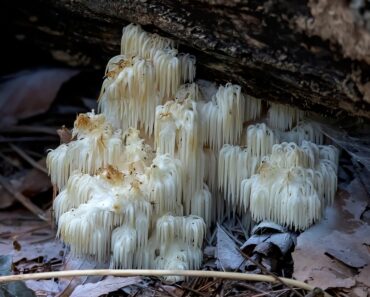 Seven Ways Lion’s Mane Can Benefit Both Body And Mind