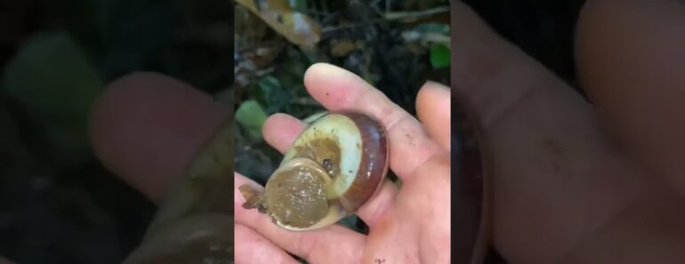 Harvest snails in the forest #survive #bushcraft #survival #food #camping Harvest snails in the forest #survive #bushcraft #survival #food #camping