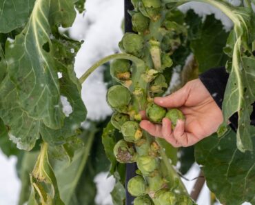 Extending Your Harvests with Cold-Season Winter Gardening Strategies