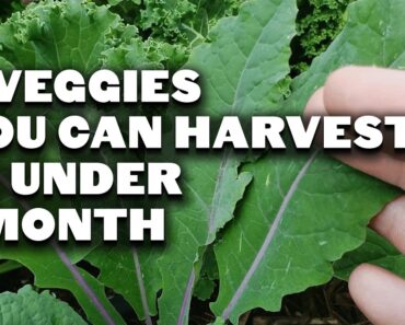 5 Fast Growing Veggies You Can Harvest in Under 1