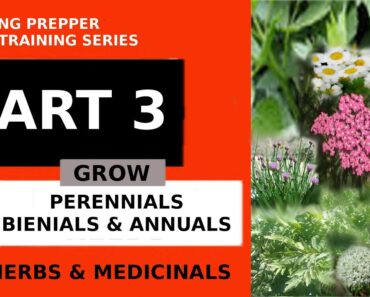 BEGINNING PREPPER INITIAL TRAINING SERIES PT 3: 6 best herbs