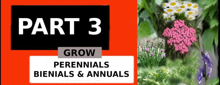 BEGINNING PREPPER INITIAL TRAINING SERIES PT 3: 6 best herbs