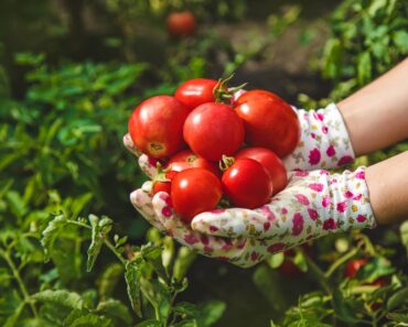 Seven Unusual Facts About Tomatoes You Might Have Missed